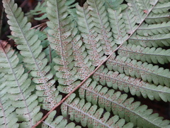 Dryopteris filix-mas