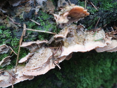 Merulius tremellosus