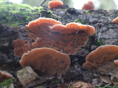 Merulius tremellosus