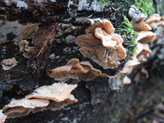 Merulius tremellosus