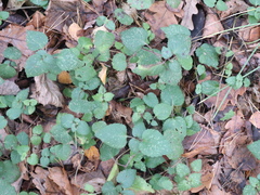 Lamium maculatum