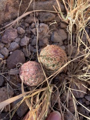 Echinocereus pectinatus rutowiorum