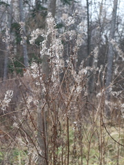 Chamaenerion angustifolium