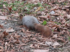Sciurus vulgaris
