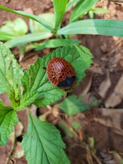 Botanochara macularia