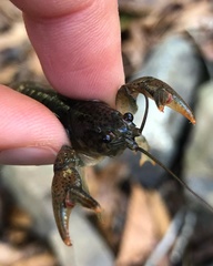 Faxonius leptogonopodus