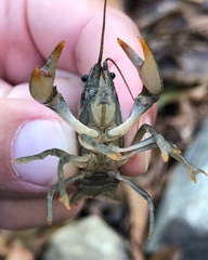 Faxonius leptogonopodus