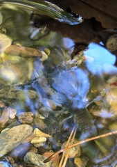 Faxonius leptogonopodus