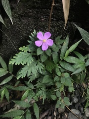 Heterotis rotundifolia