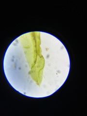 Fissidens bushii