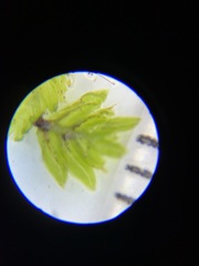 Fissidens bushii