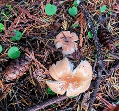 Russula mordax