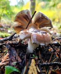 Russula mordax