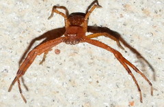 Xysticus funestus