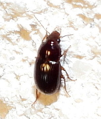 Harpalus gravis
