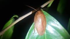 Pseudophoraspis nebulosa