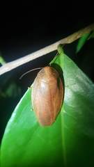 Pseudophoraspis nebulosa