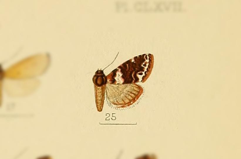 Eulocastra argentisparsa