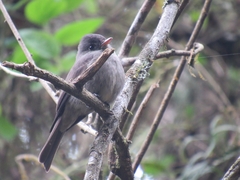 Contopus cinereus