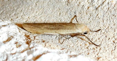 Crambidia myrlosea