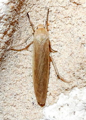 Crambidia myrlosea