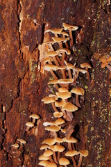 Collybia eucalyptorum