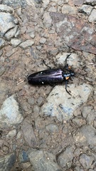 Megaloxantha