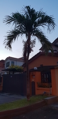 Arecaceae