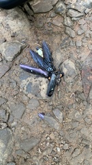 Megaloxantha