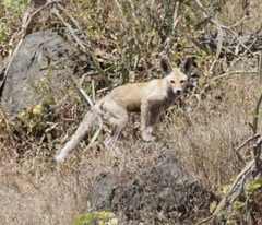 Vulpes vulpes arabica