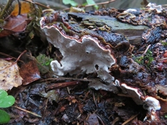 Heterobasidion parviporum