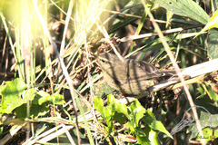 Phylloscopus fuligiventer