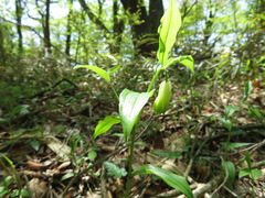 Disporum sessile