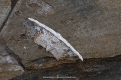 Pseuderosia humiliata