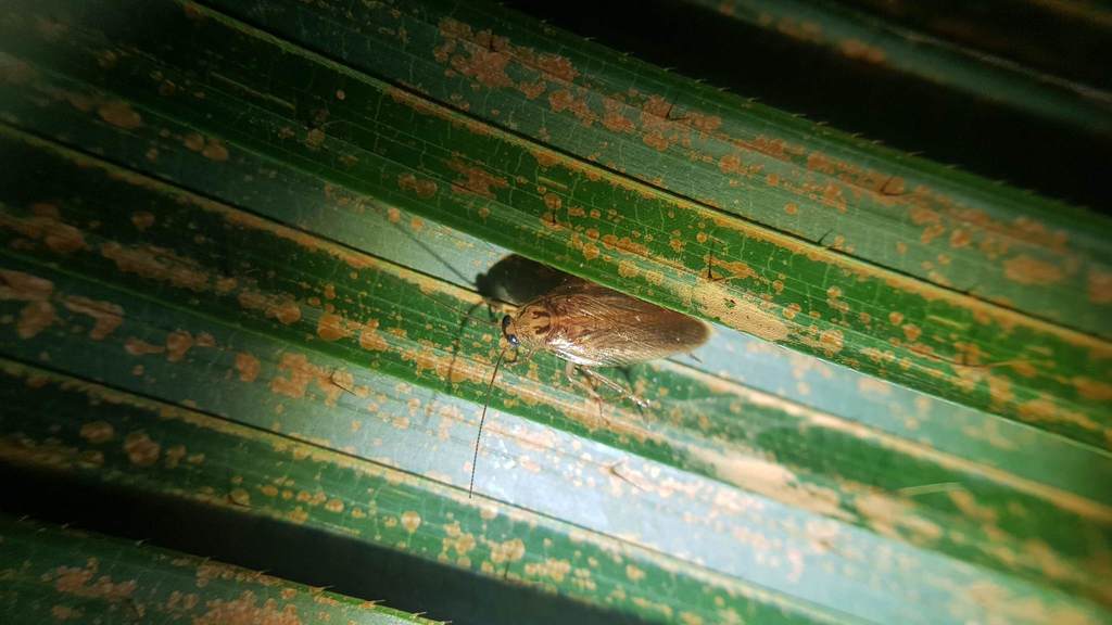 Blattellinae