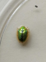 Chiridopsis observabilis
