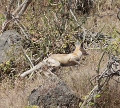 Vulpes vulpes arabica