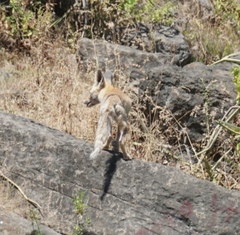 Vulpes vulpes arabica