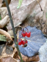 Solanum dulcamara