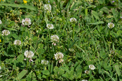 Trifolium vesiculosum