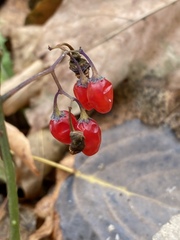 Solanum dulcamara