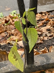 Solanum dulcamara