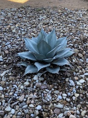 Agave ovatifolia