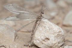 Distoleon tetragrammicus