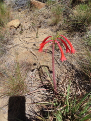 Cyrtanthus contractus