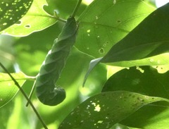 Psilogramma discistriga