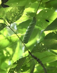 Psilogramma discistriga