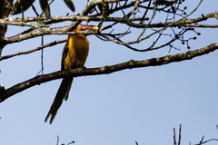 Pteroglossus bailloni