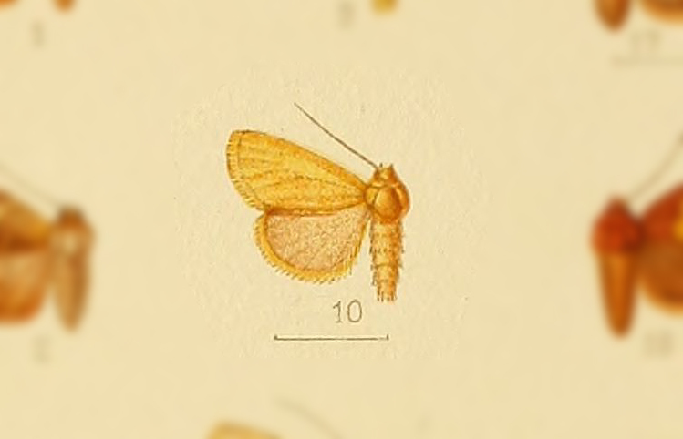 Mimasura impuncta