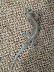 Gehyra mutilata